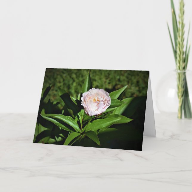 Peony, carte (Devant)