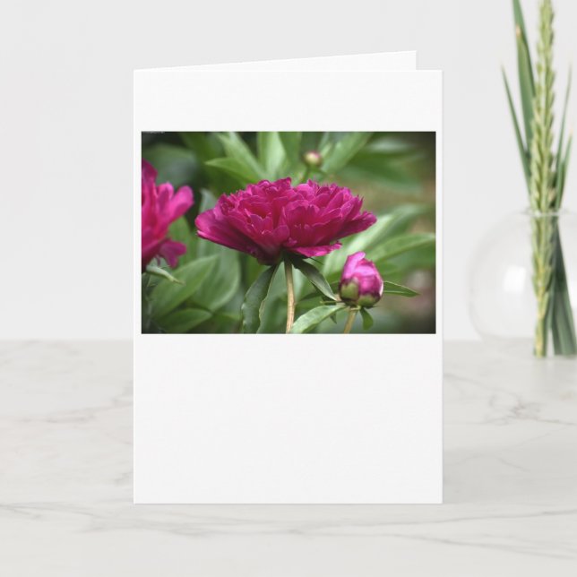 Peony, carte (Devant)