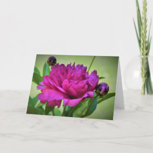 Peony, carte