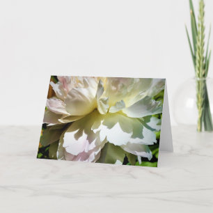 Peony, carte