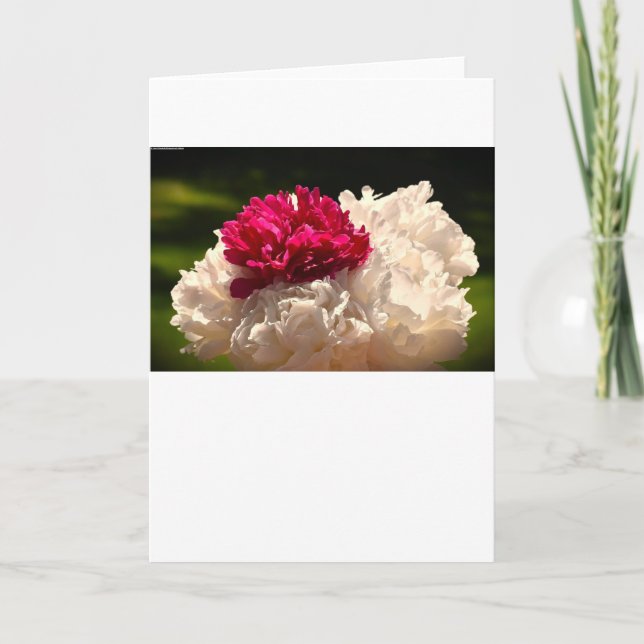 Peony, carte (Devant)