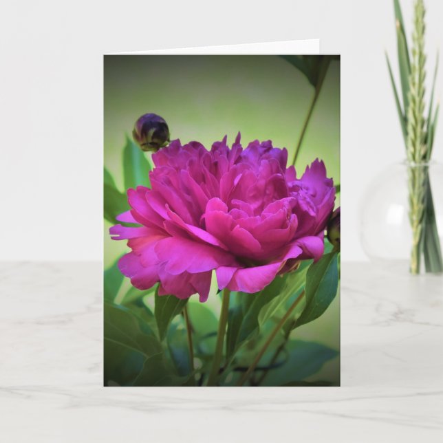 Peony, carte (Devant)