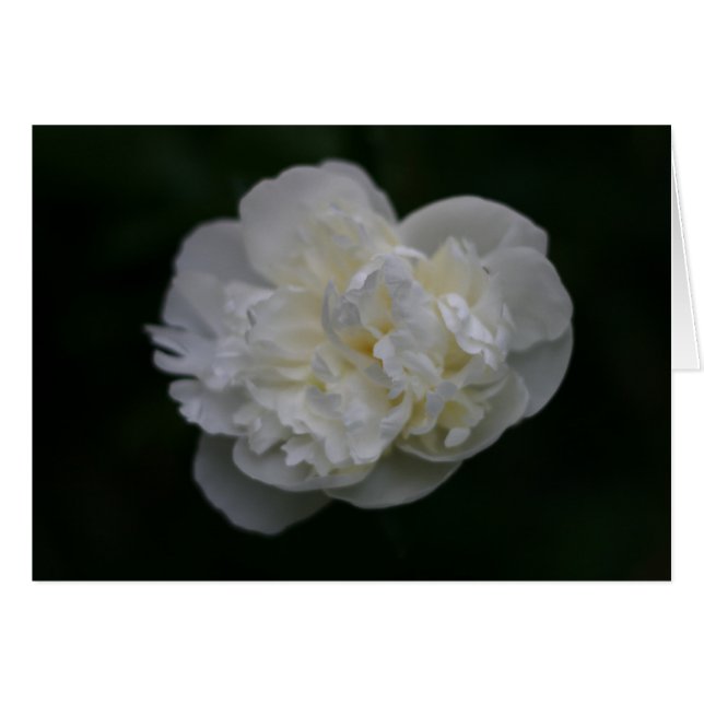 "peony" de Larry Coressel (Devant horizontal)