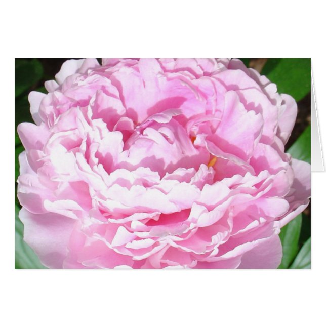 Peony rose (Devant horizontal)