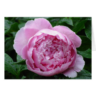 Peony rose