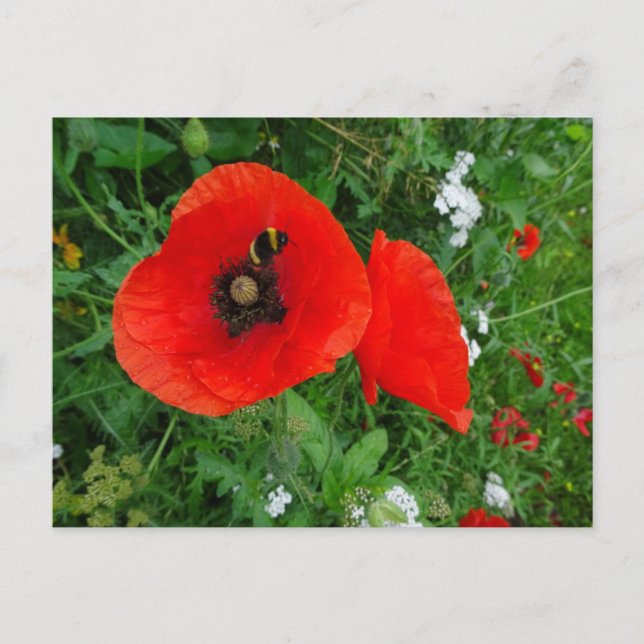Pépites rouges avec do-it-yourself carte postale (Devant)