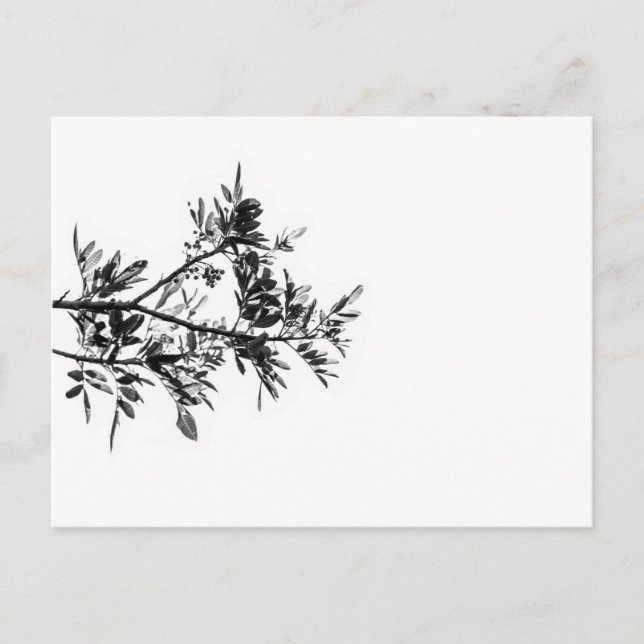 Pepper Tree Flowers Feuille Nature Carte postale (Devant)
