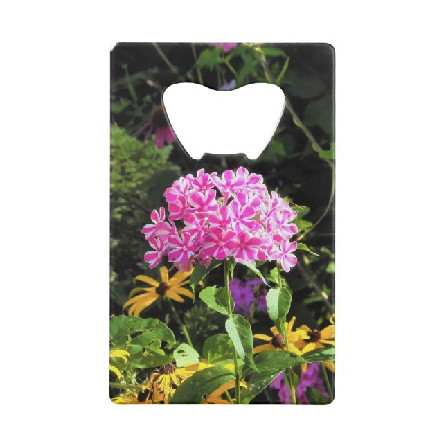 Peppermint Twist Phlox dans le jardin des fleurs (Devant)