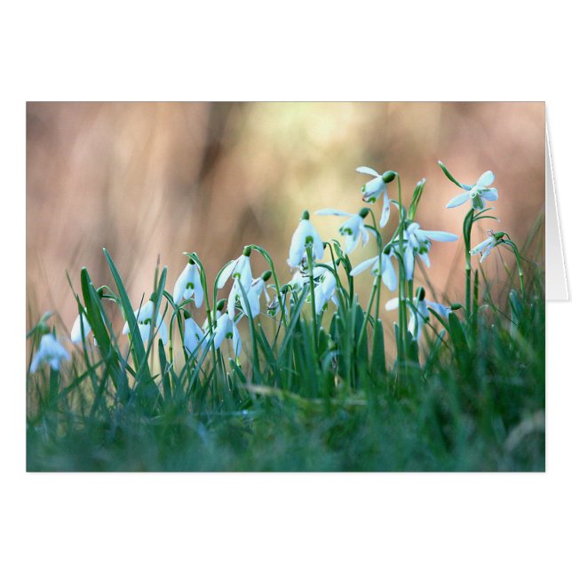 Perce-neiges au printemps (Devant horizontal)