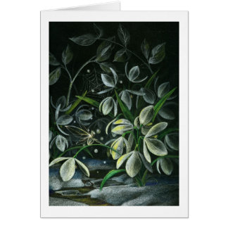 Perce-neiges la nuit