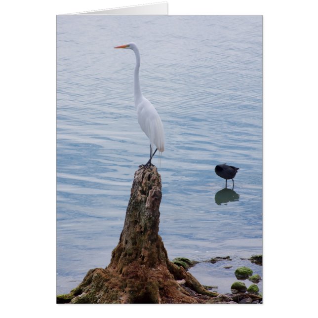 Perche Egret (Devant)