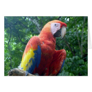 perche macaw