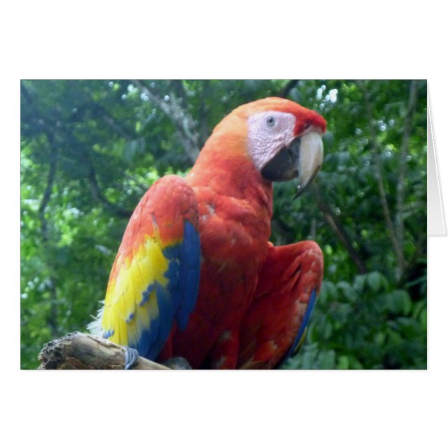 perche macaw (Devant horizontal)