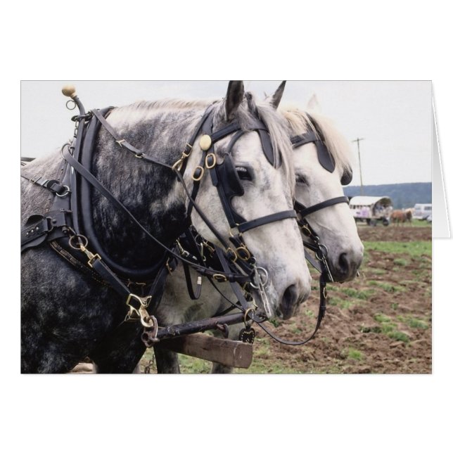 Percheron Tandem (Devant horizontal)