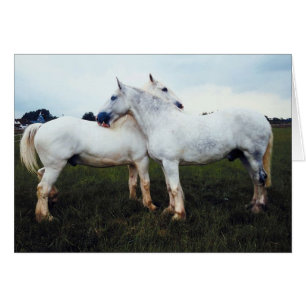 Percherons Se Cultivant
