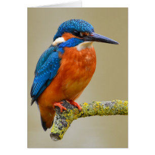 Perching Kingfisher