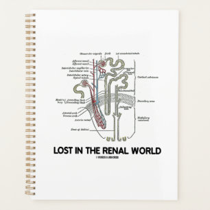 Perdu Dans Le Néphron Du Rein Du Monde Renal