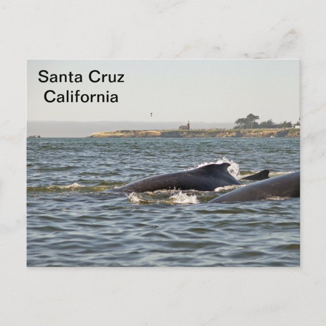 Père Noël Cruz, CA Humpbacks à la carte postale Li (Devant)