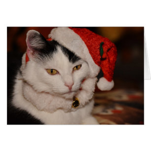 Père Noël Kitty   Chat noir et blanc