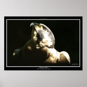 PEREGRINE FALCON I ~ Photo Impression ou Poster