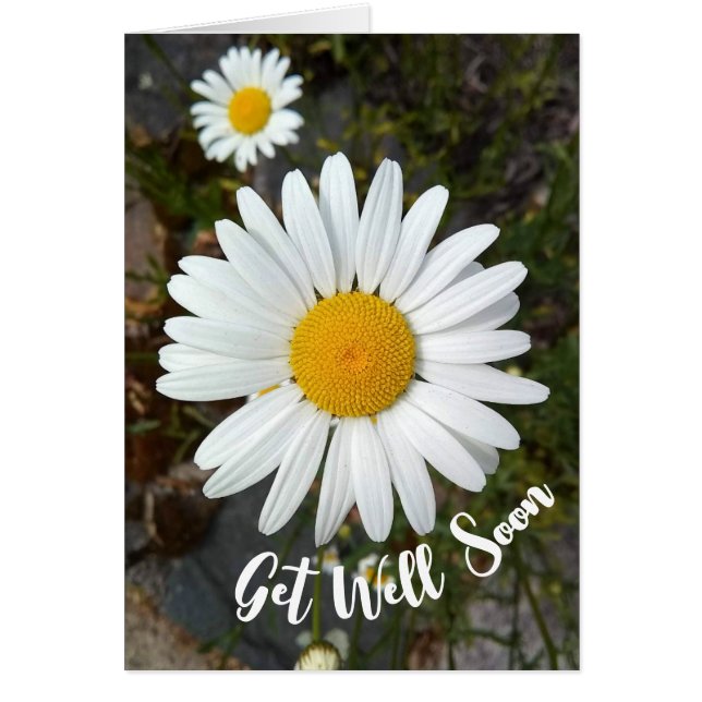 Perky White Daisy Flower Get Well Bientôt Card (Devant)