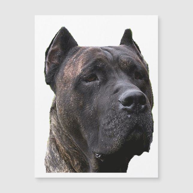 perro de pressa.png (Devant)