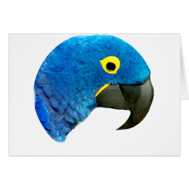 Perroquet Bleu de l'Amour_ (Devant horizontal)