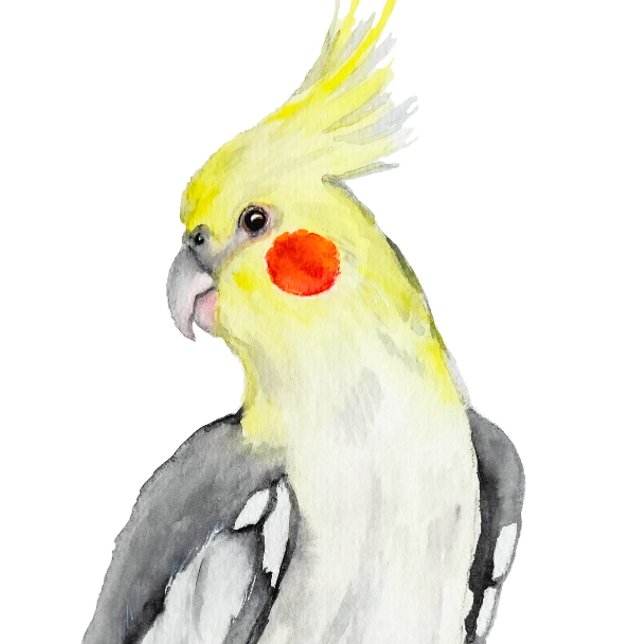 Perroquet d'aquarelle de Cockatiel mignon. (Créateur téléchargé)