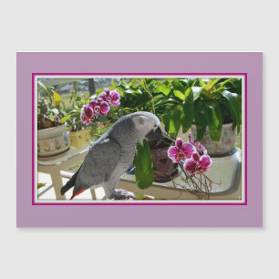 Perroquet de gris africain avec des orchidées