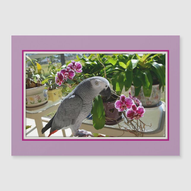 Perroquet de gris africain avec des orchidées (Devant)