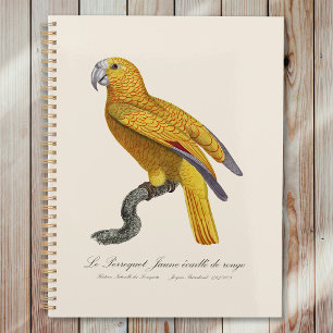 Perroquet de Paradis de Cuba, Psittacus Paradisi