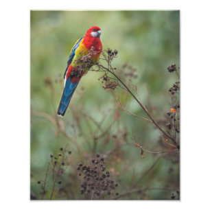 Perroquet de Rosella Est - Impression photo 11x14"