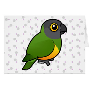 Perroquet du Sénégal