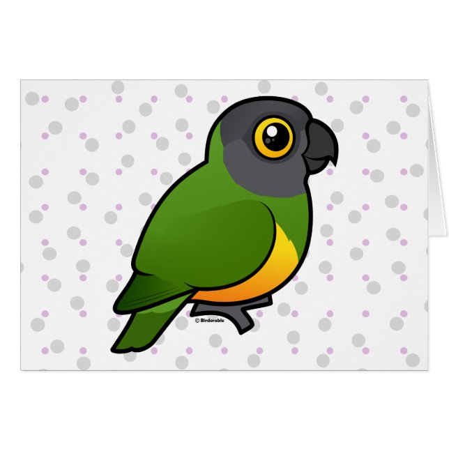 Perroquet du Sénégal (Devant horizontal)