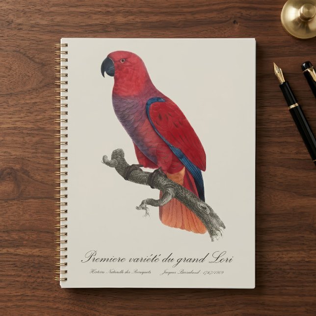 Perroquet éclectus de Vosmaer, Eclectus Roratus Vo (Vosmaer Eclectus Parrot, Eclectus Roratus Vosmaeri. Planner)