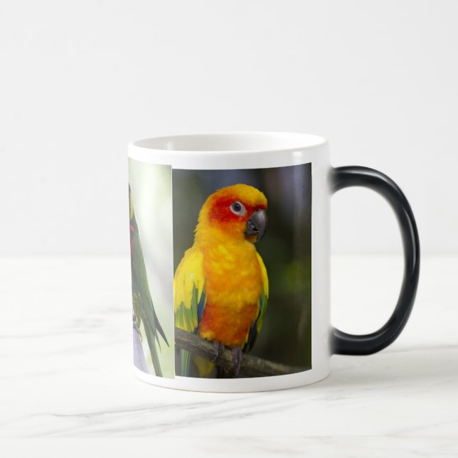 Perroquet et tasse de Lorikeets (Droite)