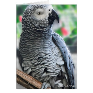 "Perroquet gris africain"