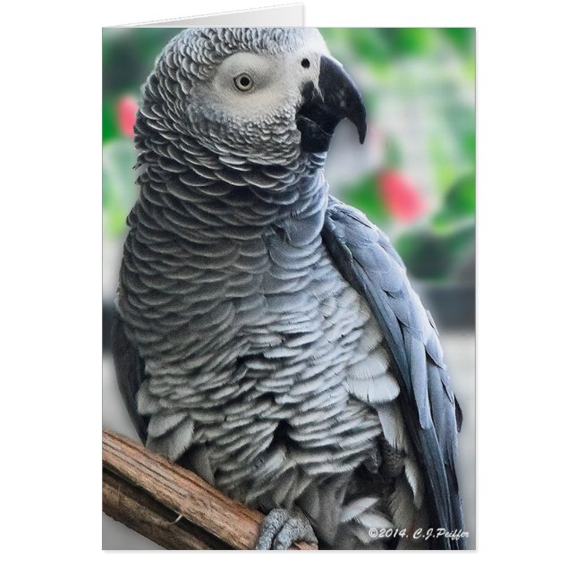 "Perroquet gris africain" (Devant)