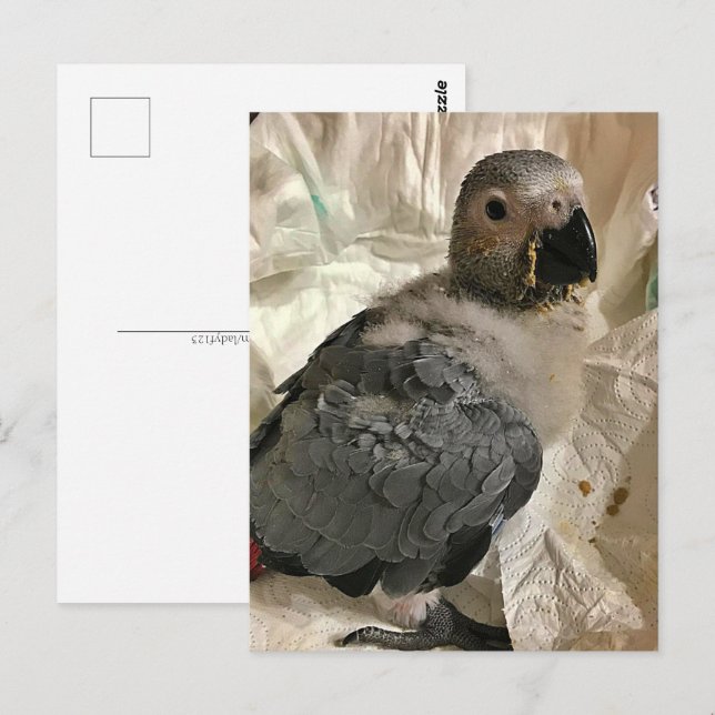 Perroquet gris africain, carte postale (Devant / Derrière)