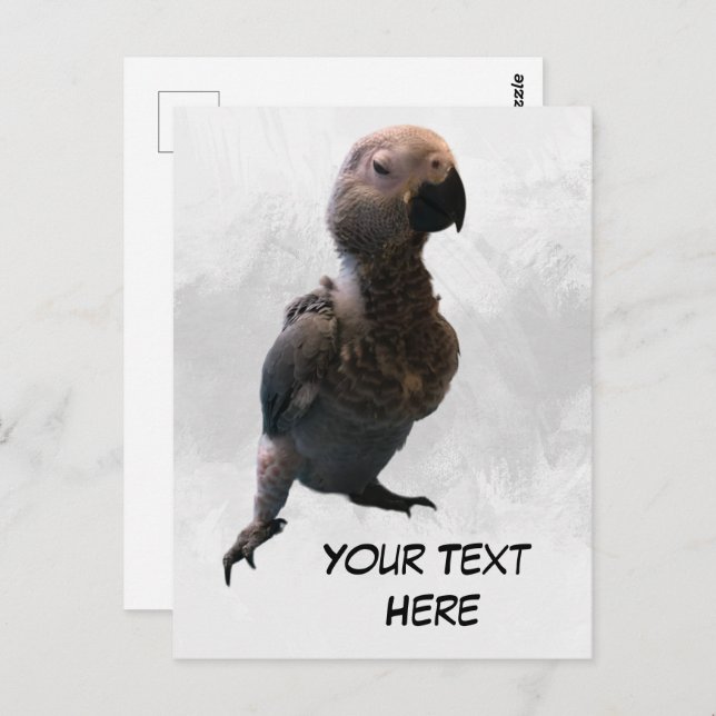 Perroquet gris africain, carte postale (Devant / Derrière)