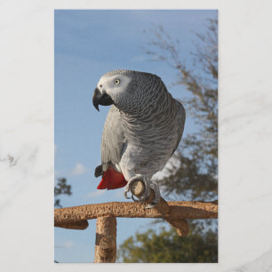 Perroquet Gris Africain époustouflant