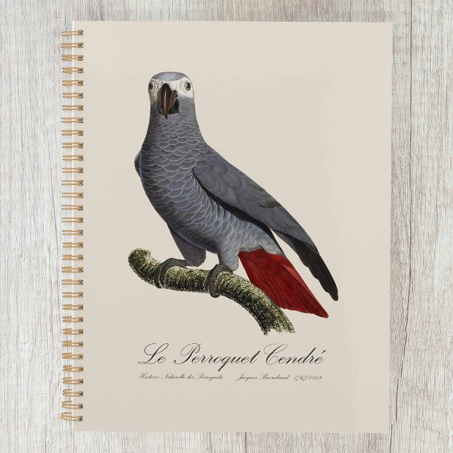 Perroquet gris africain, Psittacus erithacus, vint (Le Perroquet Cendre - 19th century illustration. Planner)