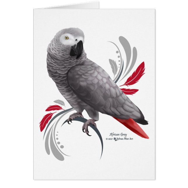 Perroquet gris d'Afrique (Devant)