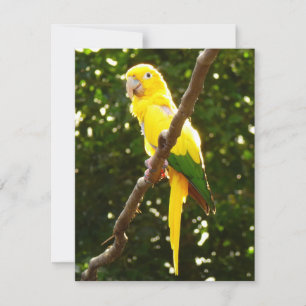 Perroquet Jaune