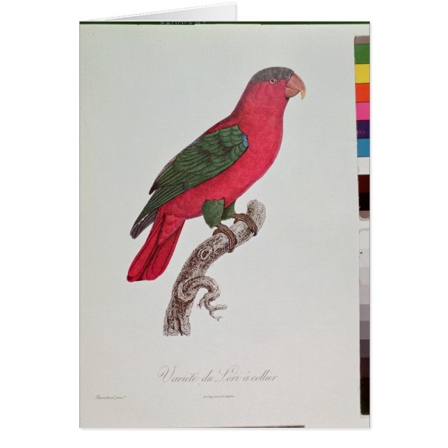 Perroquet : Lory ou colleté (Devant)