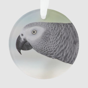 Perroquet magnifique de gris africain