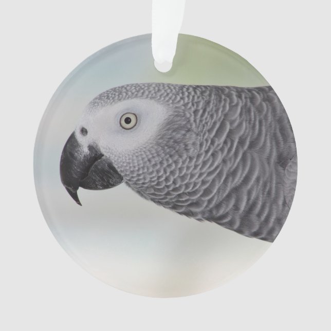 Perroquet magnifique de gris africain (devant)