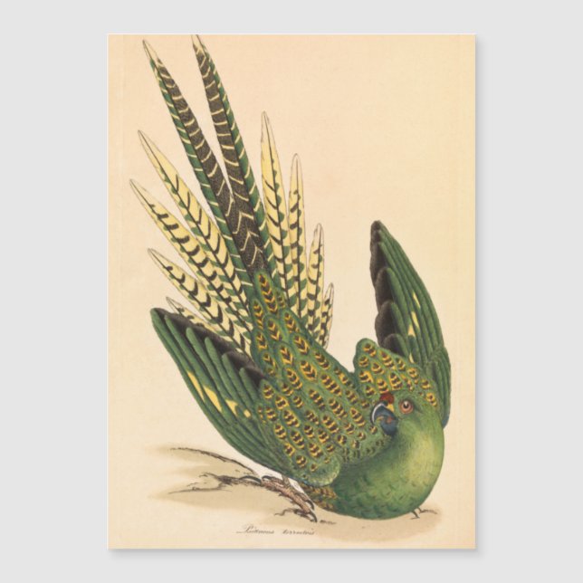 Perroquet terrestre de James Sowerby, Psittacus te (Devant)