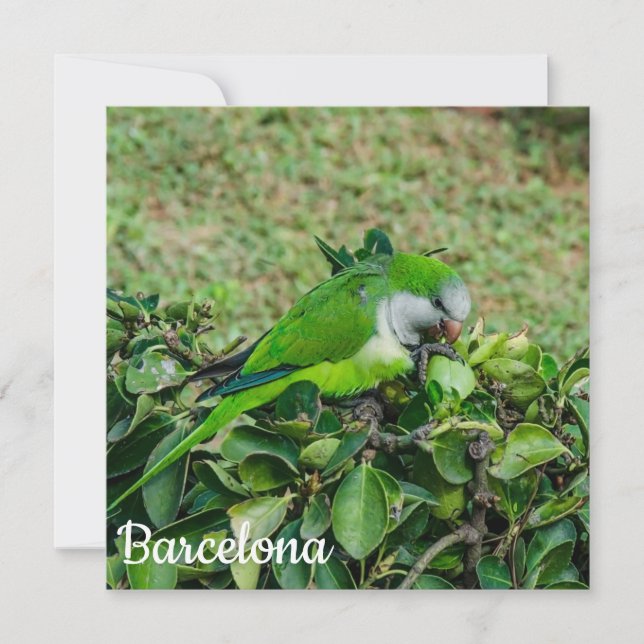 Perroquet vert (Devant)