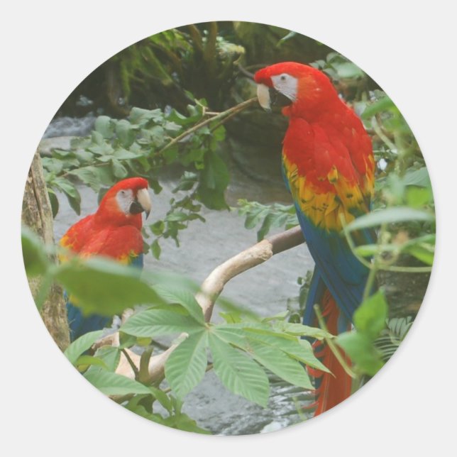 Perroquets - scarlette macaw stickers (Devant)